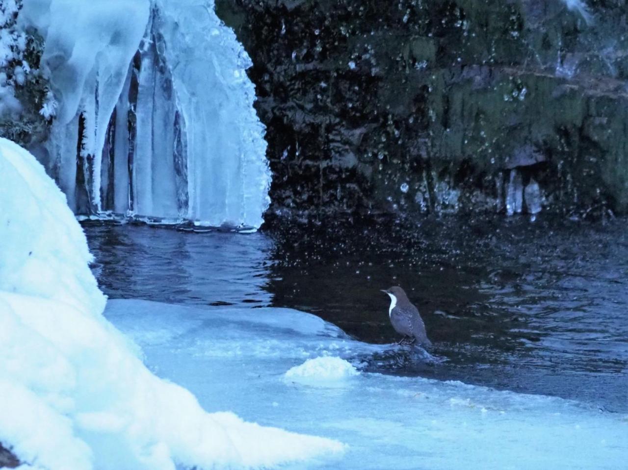 Varangertunet Arctic Resort Jakobselv المظهر الخارجي الصورة